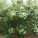 Philadelphus incanus P2A P2C
